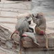 Illustration for article titled 9 Breathtaking Photos Of Nature With A Generous Helping Of Those Red-Assed Monkeys